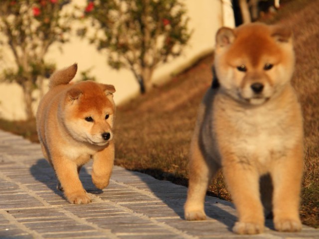 IMG_9725-shibainu-koinu