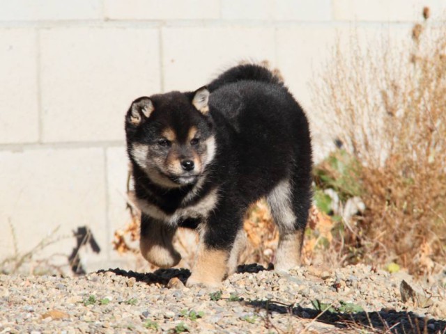 IMG_9887-shibainu-koinu