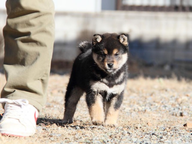 IMG_9953-shibainu-koinu