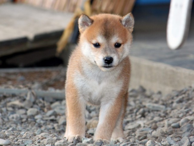 2044-IMG_3381-shibainu