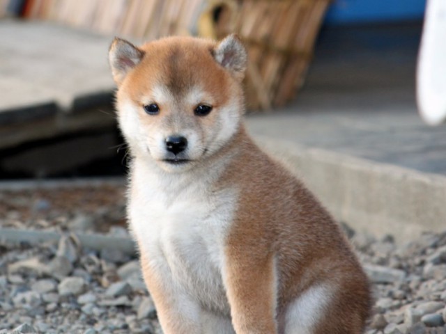 2044-IMG_3383-shibainu