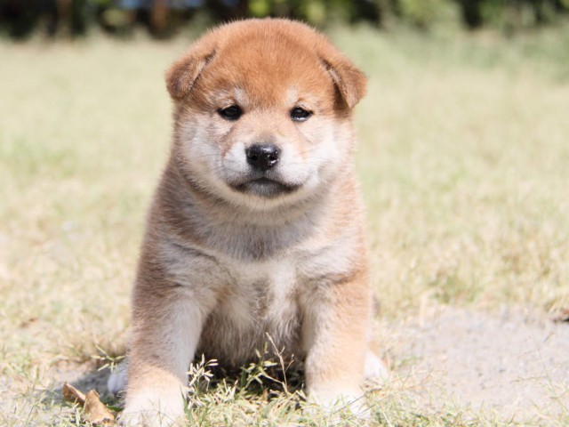 DPP_0004shiba