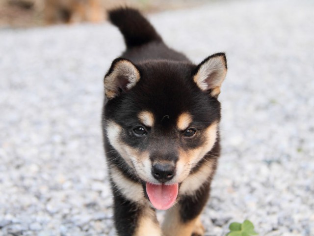 DPP_0005shiba