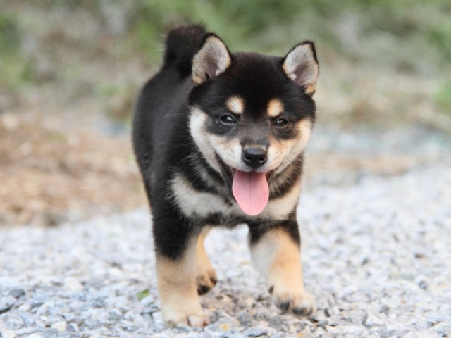 DPP_0010shiba