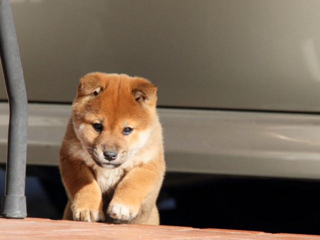 DPP_0029shibainu