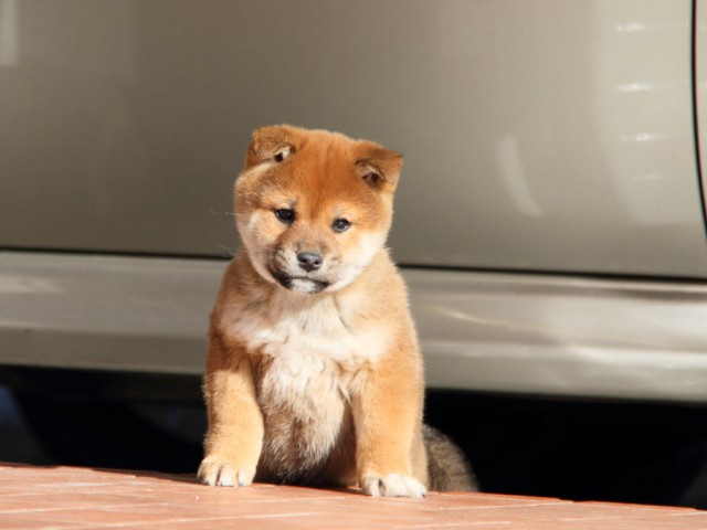 DPP_0030shibainu