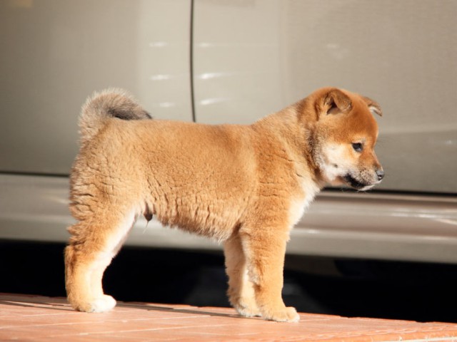 DPP_0037shibainu