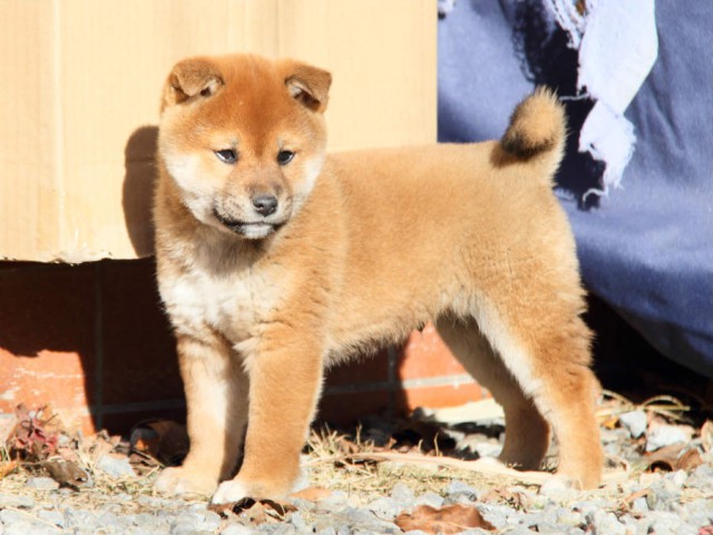 DPP_0043shibainu