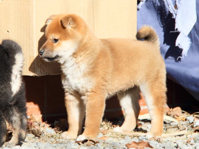 DPP_0044shibainu