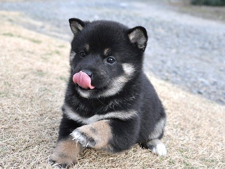 DSC_0035-shibainu