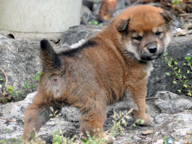 DSC_0040SHIBA