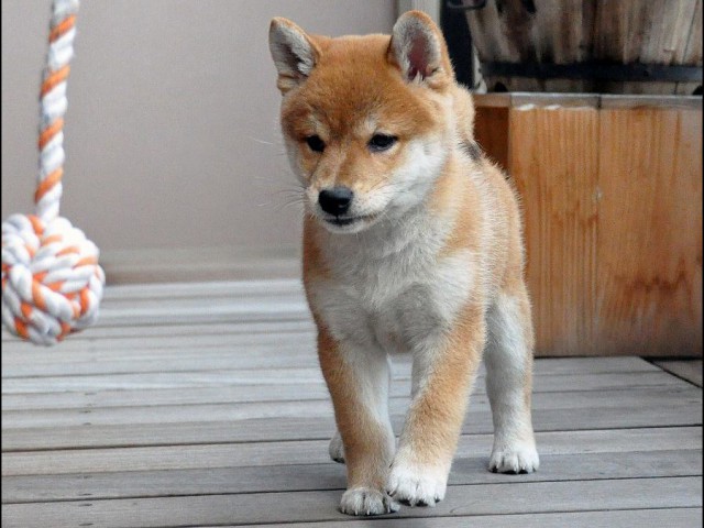 DSC_0041SHIBA