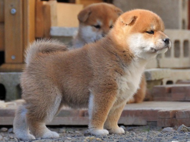 DSC_0050Shiba