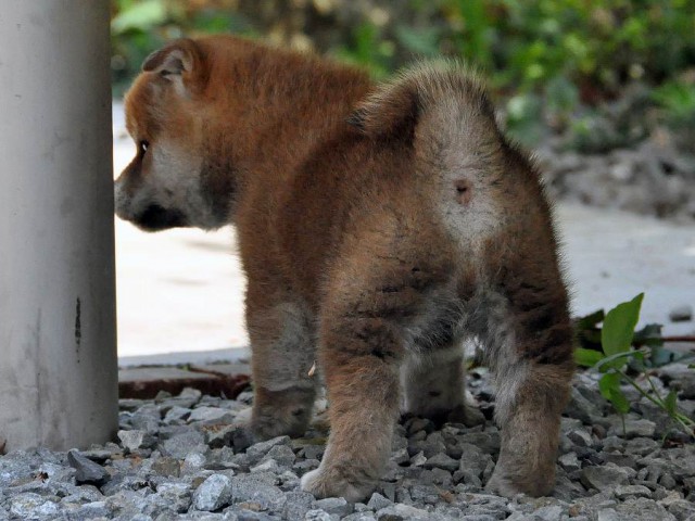 DSC_0056SHIBA