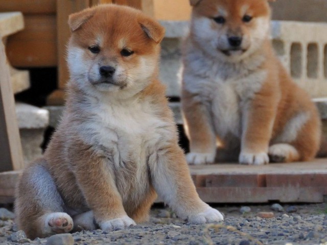 DSC_0058SHIBA