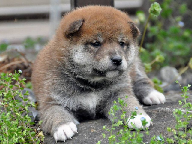 DSC_0069SHIBA