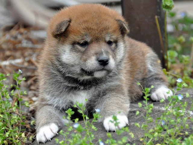 DSC_0071SHIBA