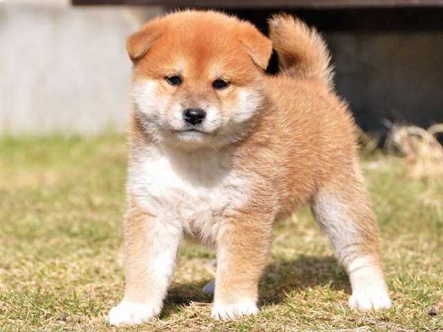 DSC_0078Shiba