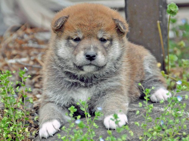 DSC_0082SHIBA