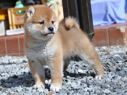 DSC_0089-shibainu