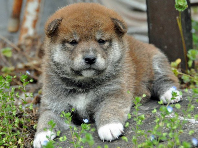 DSC_0090SHIBA