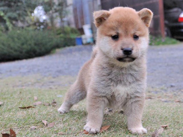 DSC_0101Shiba