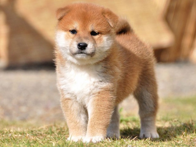 DSC_0111Shiba