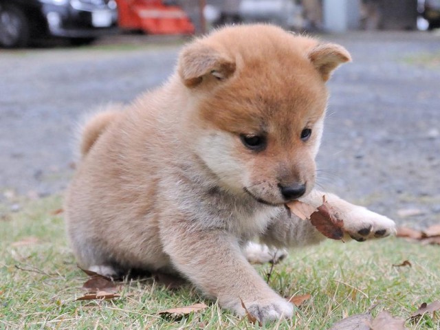 DSC_0113Shiba