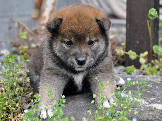 DSC_0148SHIBA