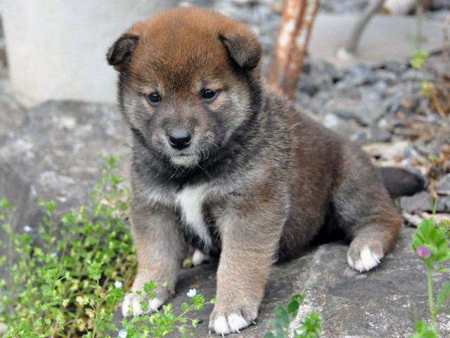 DSC_0168SHIBA