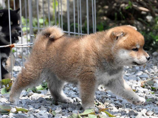 DSC_0173SHIBA