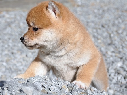 DSC_0185-shibainu