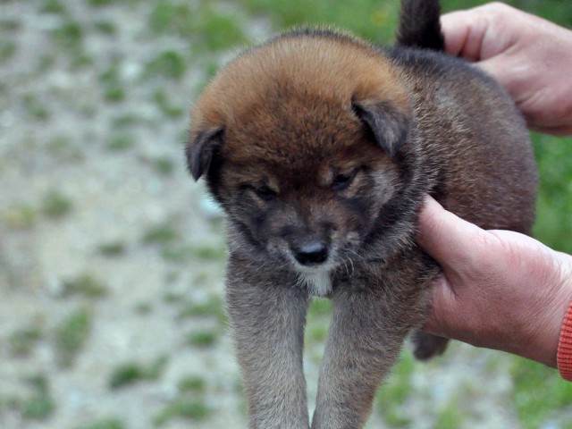 DSC_0188SHIBA