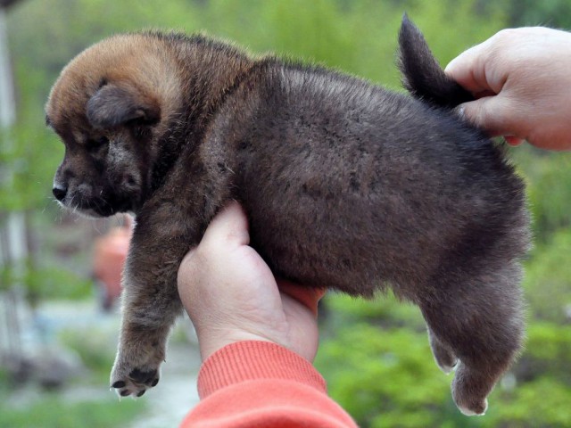 DSC_0189SHIBA