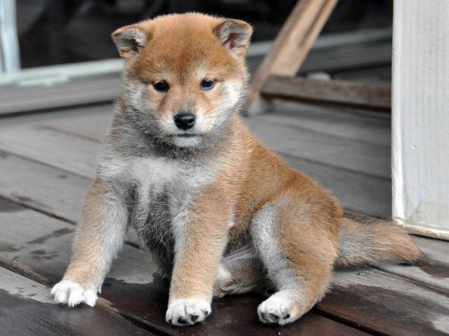 DSC_0213SHIBA