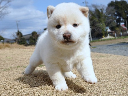 DSC_0217-shibainu