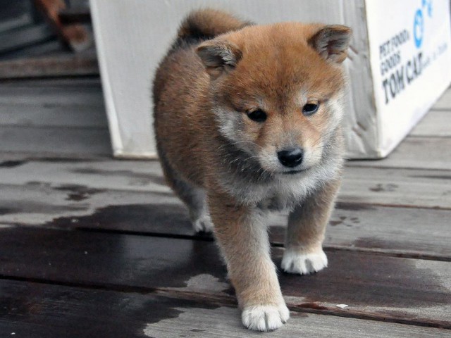 DSC_0244SHIBA