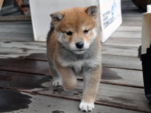 DSC_0245SHIBA