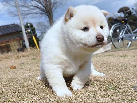 DSC_0249-shibainu