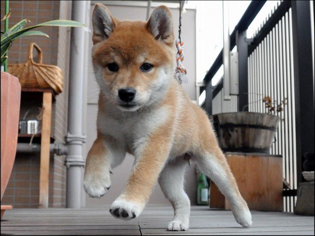 DSC_0250SHIBA