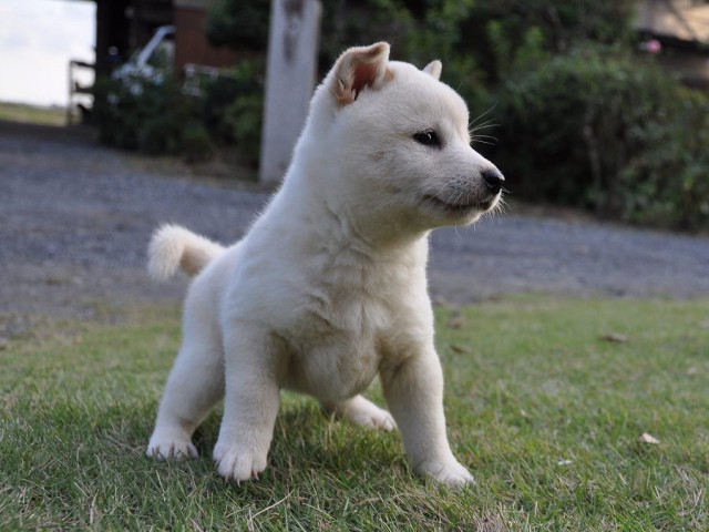 DSC_0261Shiba