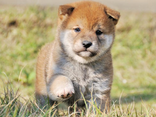 DSC_0296Shiba