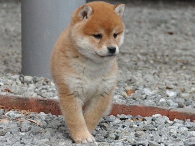 DSC_0306shiba