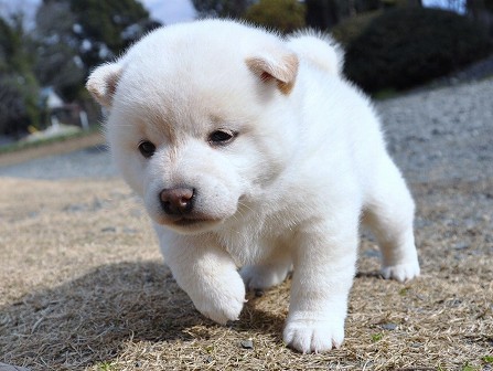 DSC_0310-shibainu