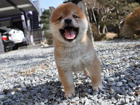 DSC_0310-shibainu