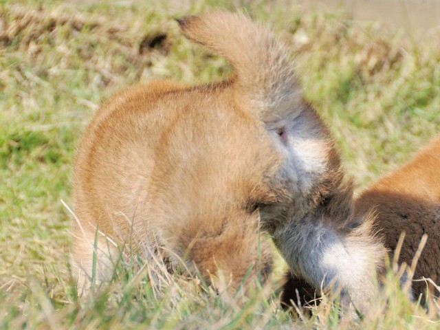 DSC_0314Shiba