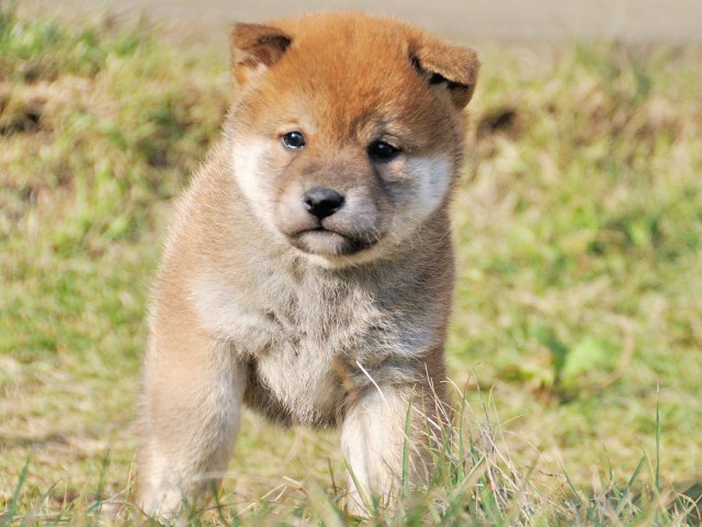 DSC_0320Shiba