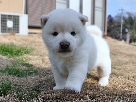 DSC_0321-shibainu