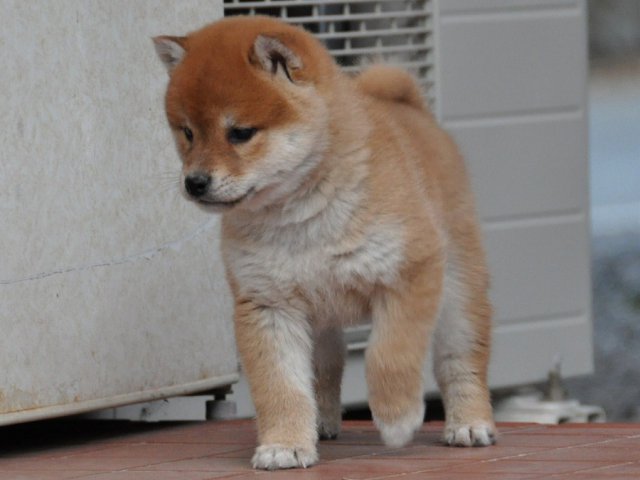 DSC_0341shiba