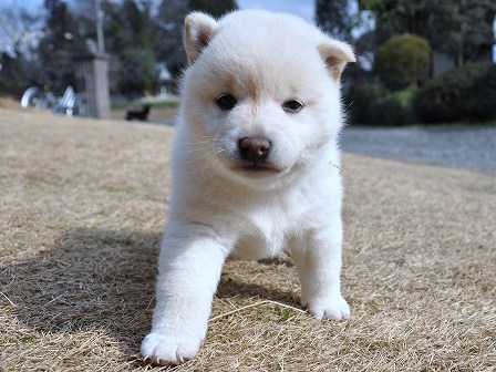 DSC_0342-shibainu